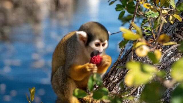 Wild Squirrel Monkey Foraging and Eating Red Fruit in a Vibrant Tropical Environment, Wildlife Close-up