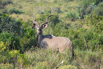 Calm Kudu looking into the lens