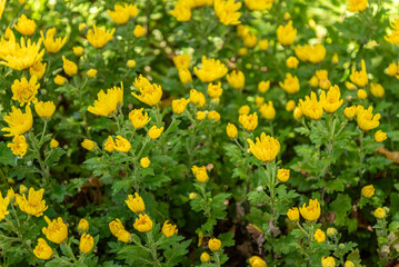 Yellow Chrysanthemums in Full Bloom
