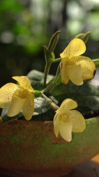 The species orchids is Paphiopedilum at lnursery in Thailand, Natural background with beautiful Paphiopedilum concolor. Selective focus and free space for text. Activities and garden in holiday.