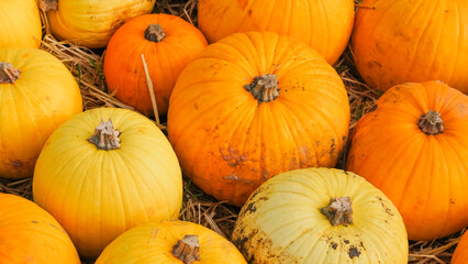 Ripe pumpkins spread on autumn farm ground with soft light.