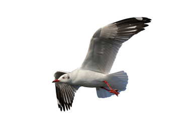 Beautiful seagull flying isolated on transparent background.	