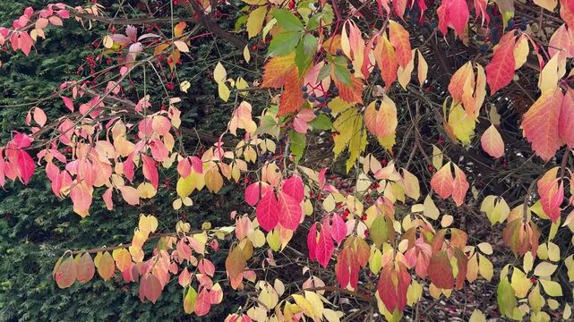 Autumn vibrant foliage of spindle tree euonymus europaeus.