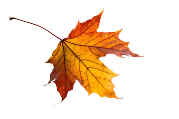 a close-up photograph of a single maple leaf displaying vibrant autumnal colors suspended in the air.