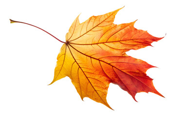 a close-up photograph of a single maple leaf, featuring a beautiful gradient of autumn colors.