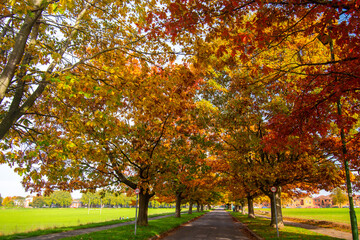 Naklejka premium Trees in autumn color on the Meadows Recreation Ground near the river Trent in Nottingham, UK.