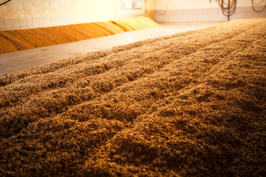 Barley grain being malted