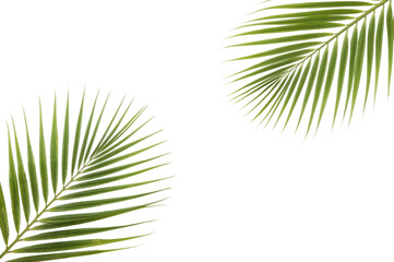 Tropical Leaves' Embrace: An artful arrangement of vibrant green palm leaves creates a refreshing and elegant ambiance, ideal for adding a touch of natural beauty to your project. 