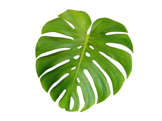 Top veiw, Bright fresh monstera leaf green color isolated on white background for stock photo or advertisement. Genus of flowering plants © Apichai