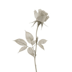 Delicate Rose: A single, elegant rose, stands tall, its petals unfurling in a graceful display. Captured with a sepia tone, evoking a sense of timeless beauty.