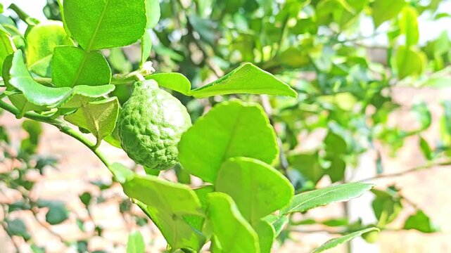 Kaffir lime fruit grown Hanging in bunches on tree.