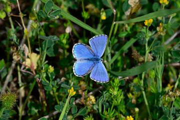 Himmelblauer Bläuling - Männchen // Adonis blue - male (Lysandra bellargus) - Kleiner Prespasee, Albanien