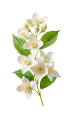 Obraz premium Close up shot of beautiful jasmine blossoms in full bloom with green leaves