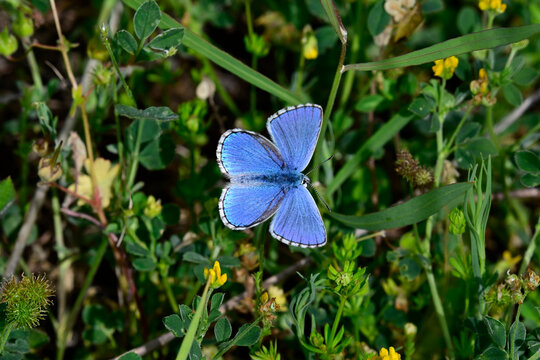 Himmelblauer Bl&auml;uling - M&auml;nnchen // Adonis blue - male (Lysandra bellargus) - Kleiner Prespasee, Albanien