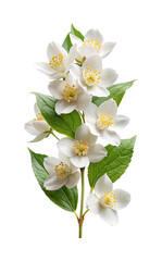 Fototapeta premium Beautiful blooming jasmine flowers with green leaves against a white backdrop.