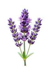 Obraz premium Close up studio shot of a fragrant lavender sprig with beautiful flowers