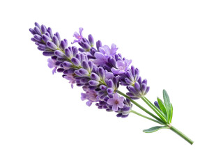 Fototapeta premium Closeup view of a sprig of aromatic, purple lavender flower on white