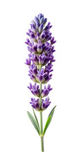 Obraz premium Close up of a beautiful lavender flower stem with a white background