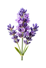 Obraz premium Close up of a fresh lavender flower in full bloom isolated