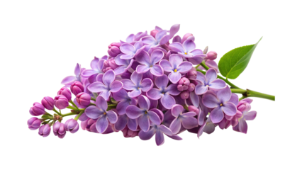 Beautiful close up photograph of a vibrant and colorful blooming lilac bunch