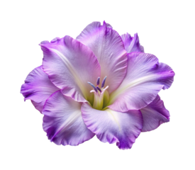 Exquisite closeup of a purple Gladiolus flower with delicate petals on white