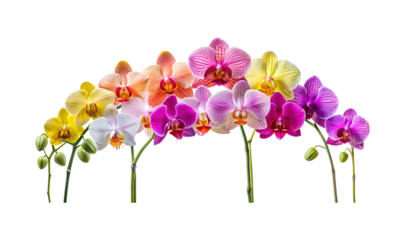 An Assortment of Colorful Orchid Flowers Displayed on a White Background