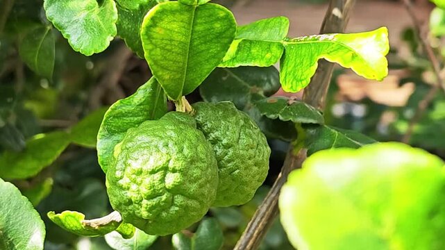 Kaffir lime fruit grown Hanging in bunches on tree.
