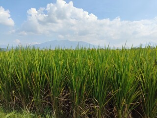 Obraz premium nature