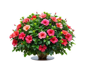 Obraz premium Abundant Hibiscus Blooms Displaying Vibrant Colors in a Lush Green Bush