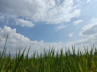 Fototapeta premium grass and sky