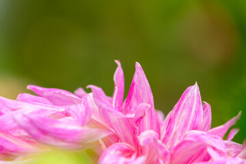 柔らかい緑の背景に映えるピンクのダリアの花びらとコピースペース