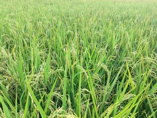 green rice field
