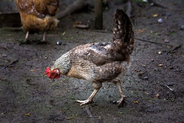 A speckled hen walks in a pen in summer. Poultry farming.