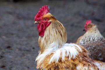 A close-up portrait of a red rooster. Farming.