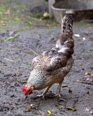 A speckled hen walks in a pen in summer. Poultry farming.