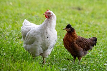 A hen and a young chick walk on the green grass in summer. Poultry farming. Veterinary science.