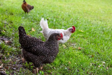 Domestic chickens walk on green grass in summer. Poultry farming.