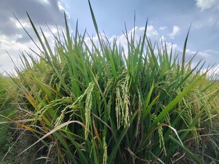 grass and sky