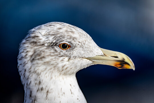 The gull