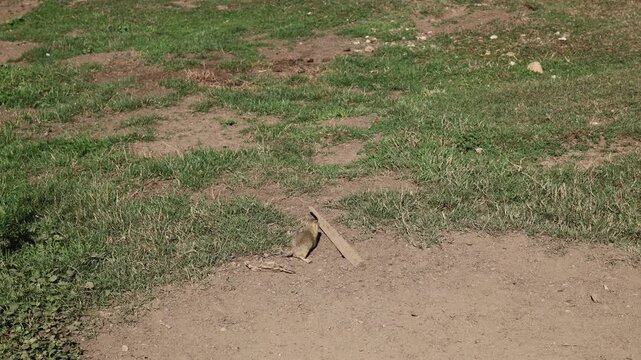 European ground squirrel, National park Muranska Planina, Slovakia.