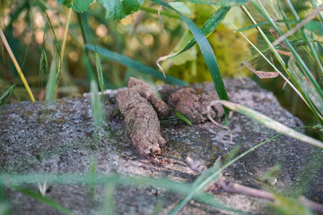 Dog feces on outdoor concrete surface surrounded by grass