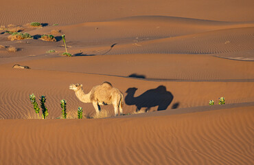 Camel in the Sahara