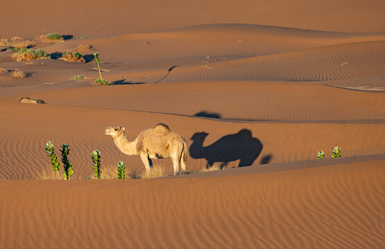 Camel in the Sahara