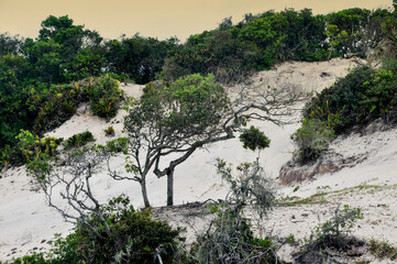 Dune landscape with trees and sand dunes in brazil