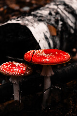 Piękne muchomory czerwone na tle brzozy © Dominik Zarębski