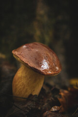 Piękny podgrzybek brunatny jesienną porą © Dominik Zarębski