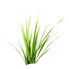 Fototapeta premium lush green grass blades exploding in motion isolated on white background png, ai generated