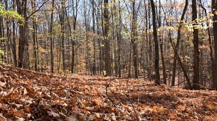 Autumn, the most colorful and romantic month of the year © Ruben