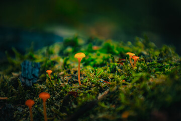 Pomarańczowe grzyby rosnące na mchu