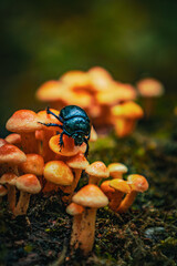 Chrząszcz chodzący po grzybach 
